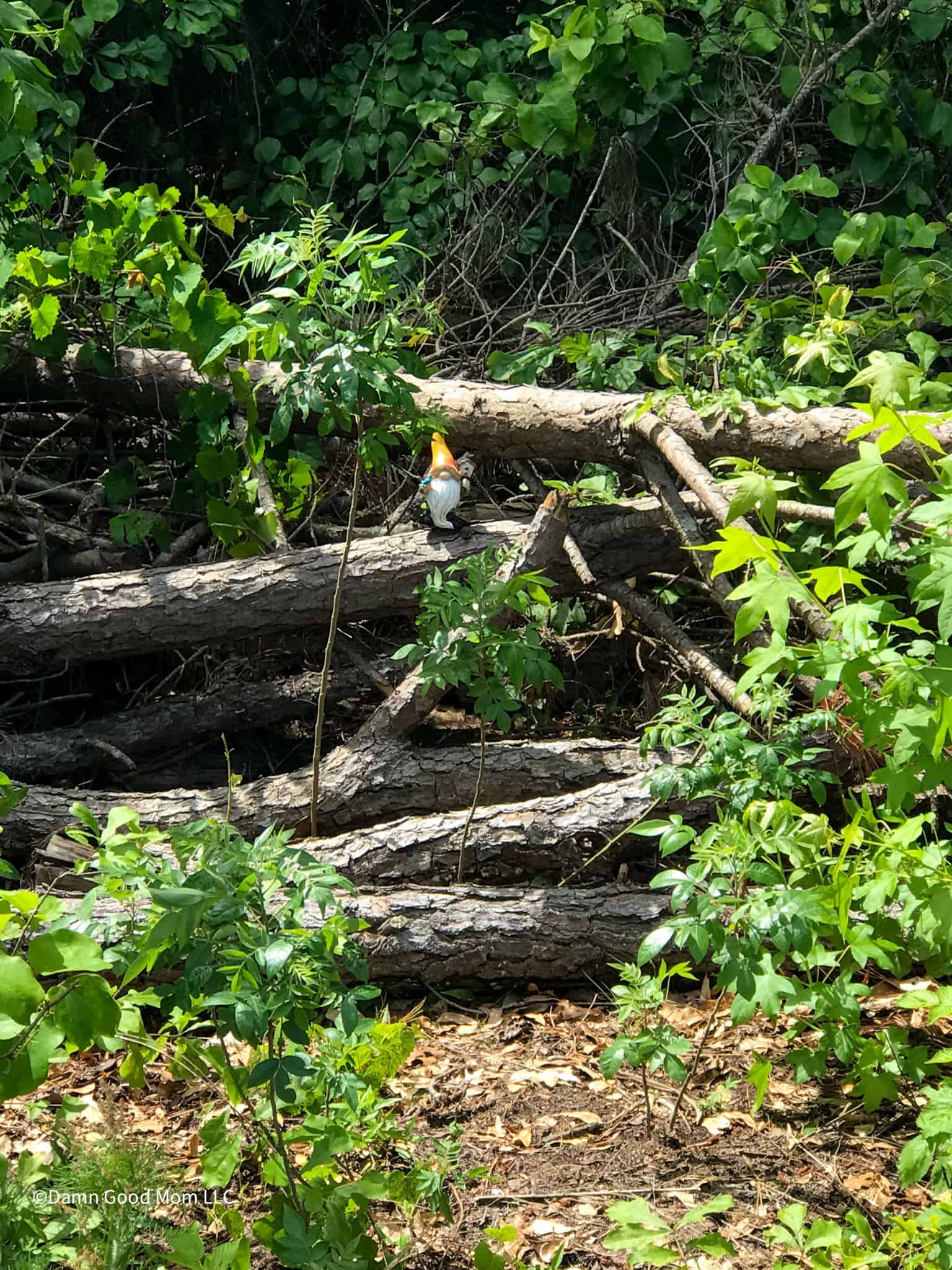 Finding a hidden Gnome at Marie Farms