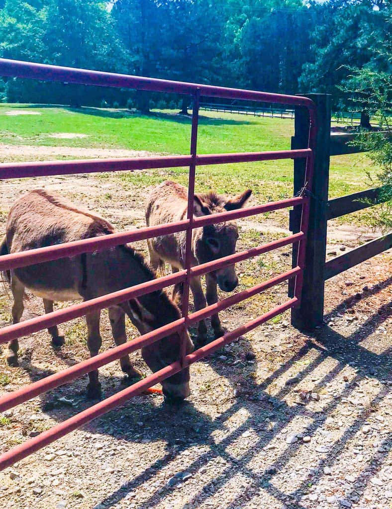 Donkeys at Marie Farms in Clayton North Carolina