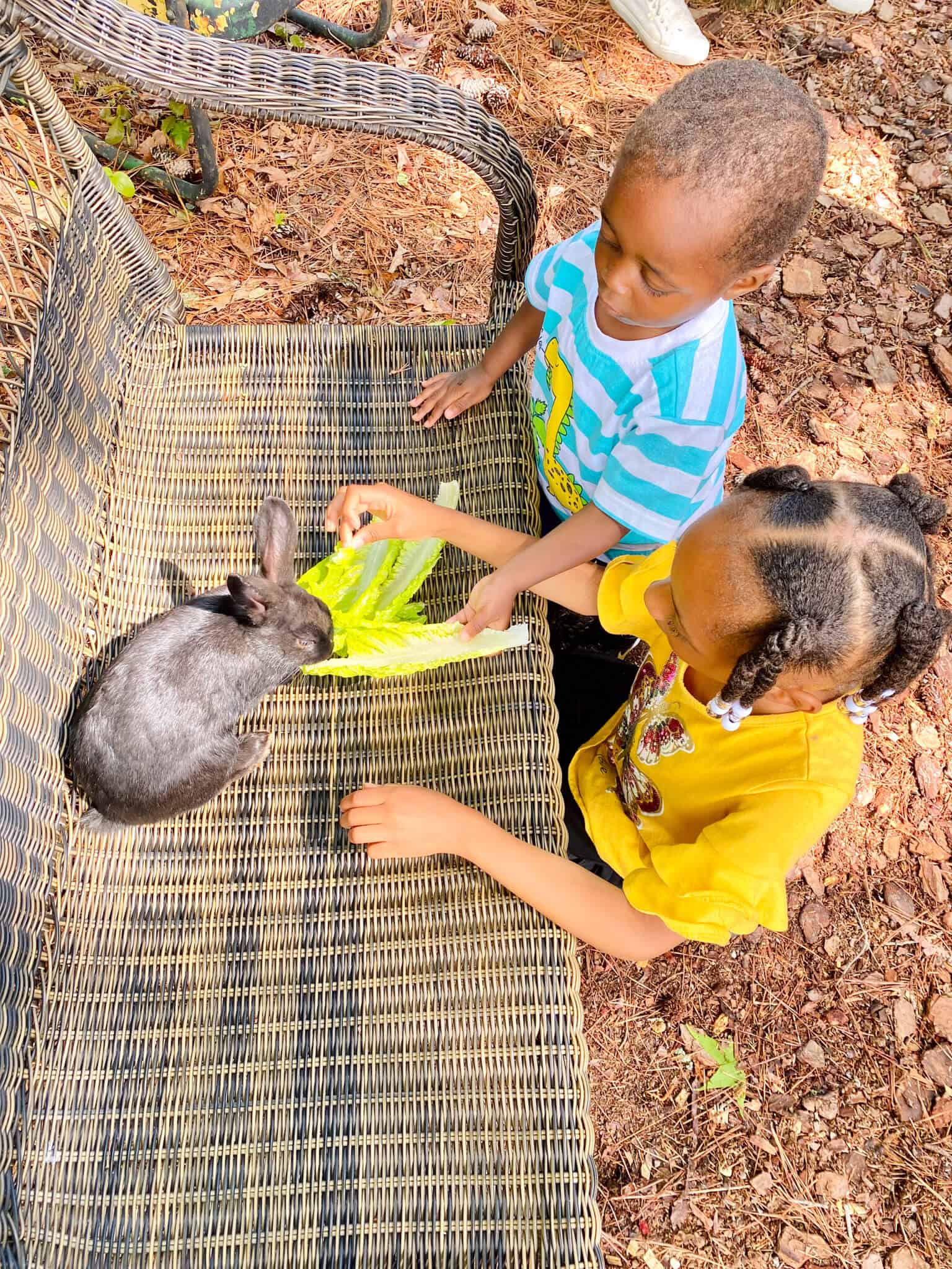 Children feeding a black bunny at Marie Farms Shaggy Donkey Activity